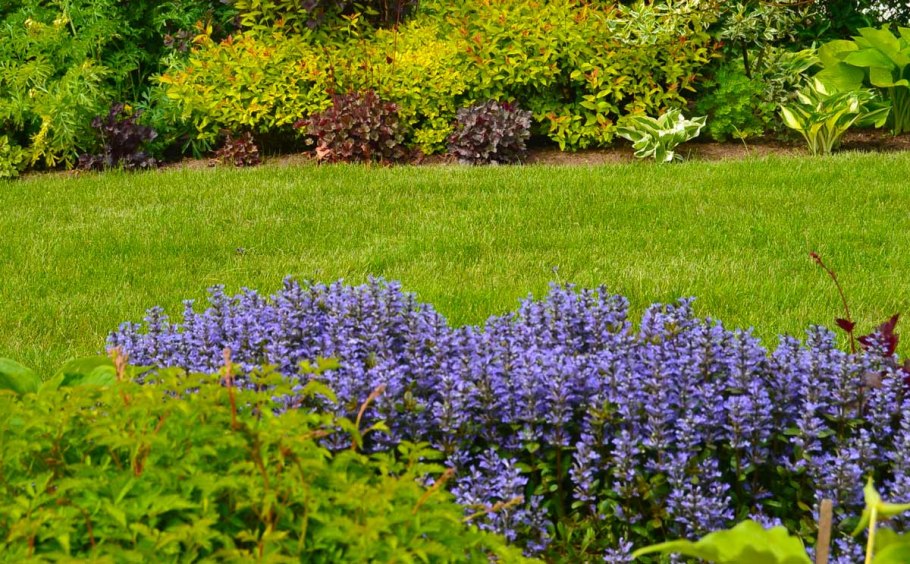 Живучка ползучая в ландшафтном