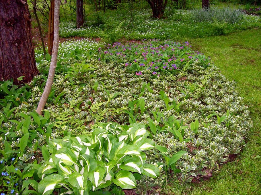 Пахизандра с хостой