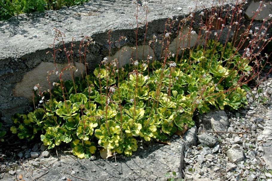 Камнеломка теневая Вариегата