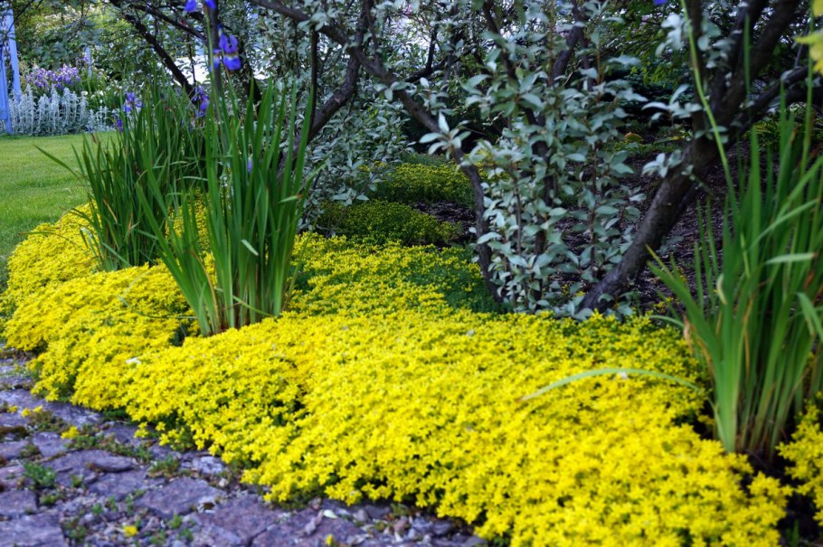 Вербейник монетчатый Ауреа