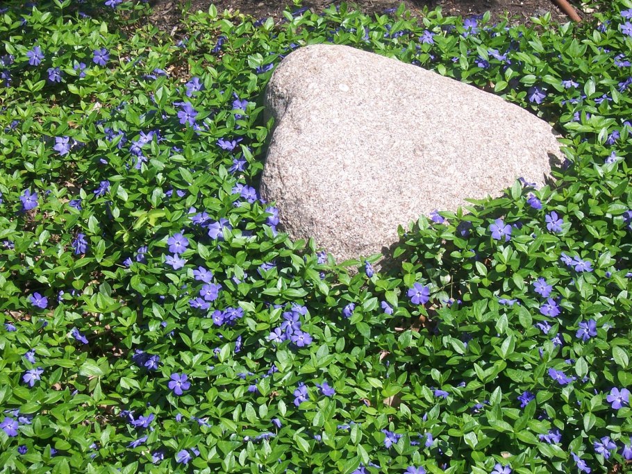 Барвинок малый (Vinca Minor)