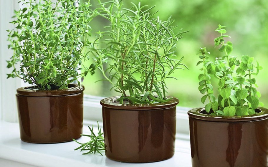 Розмарин и кинза