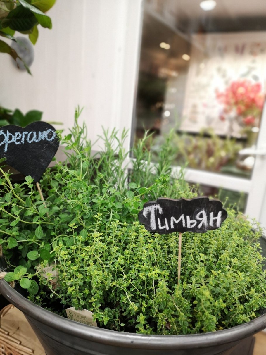 Тимьян ползучий Медок