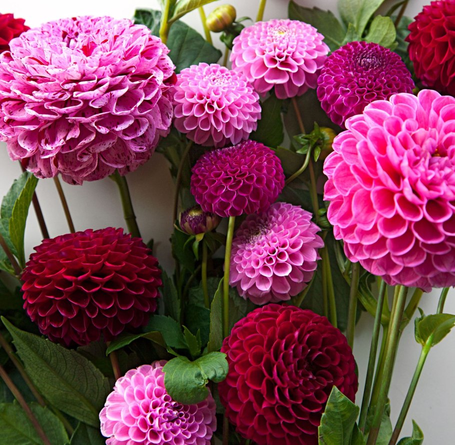 Георгина (Dahlia Pink Silk