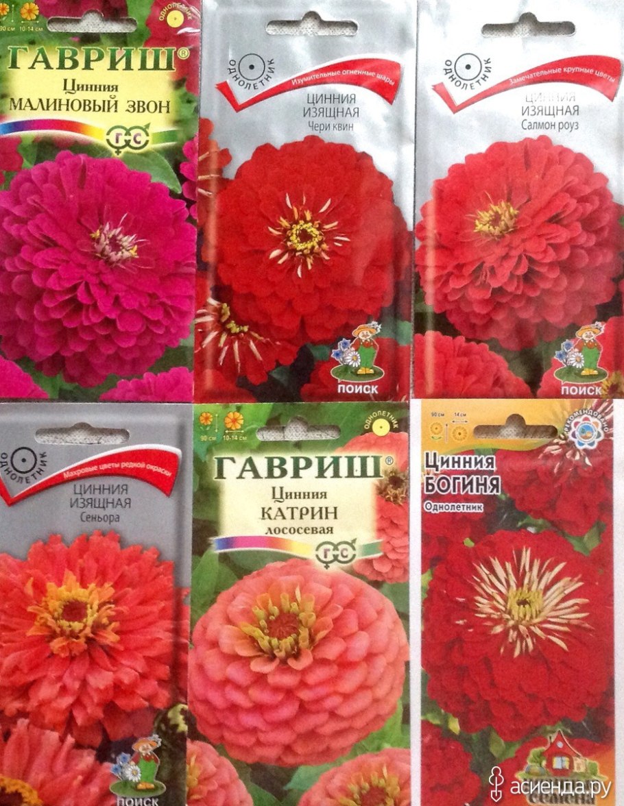 Dahlia Salmon Runner