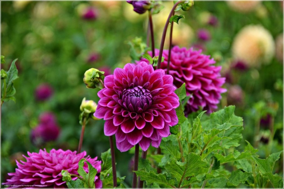 Георгин Dahlia Cafe au lait