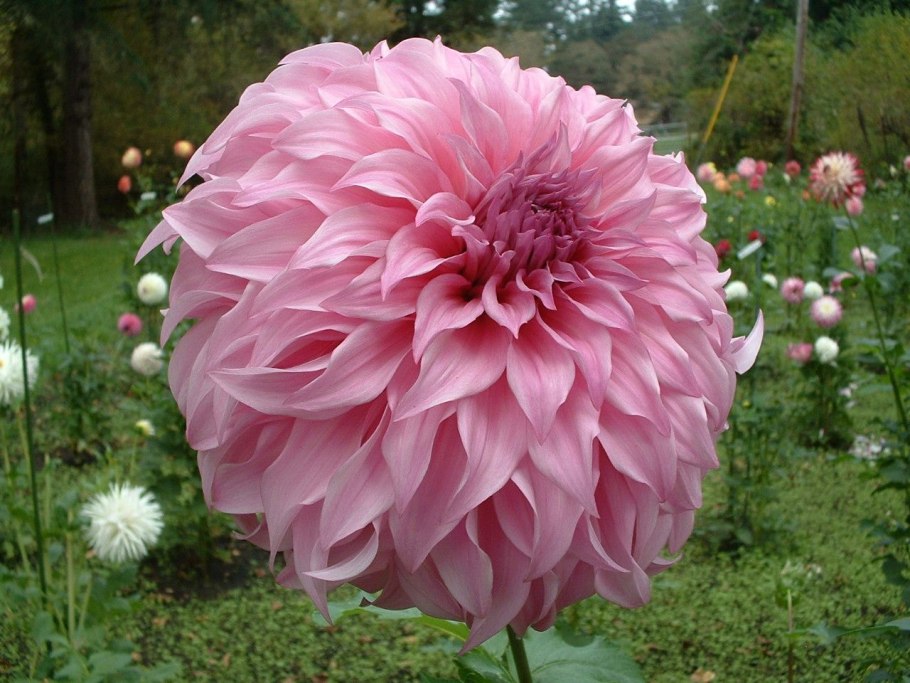 Dahlia Jowey Veronique