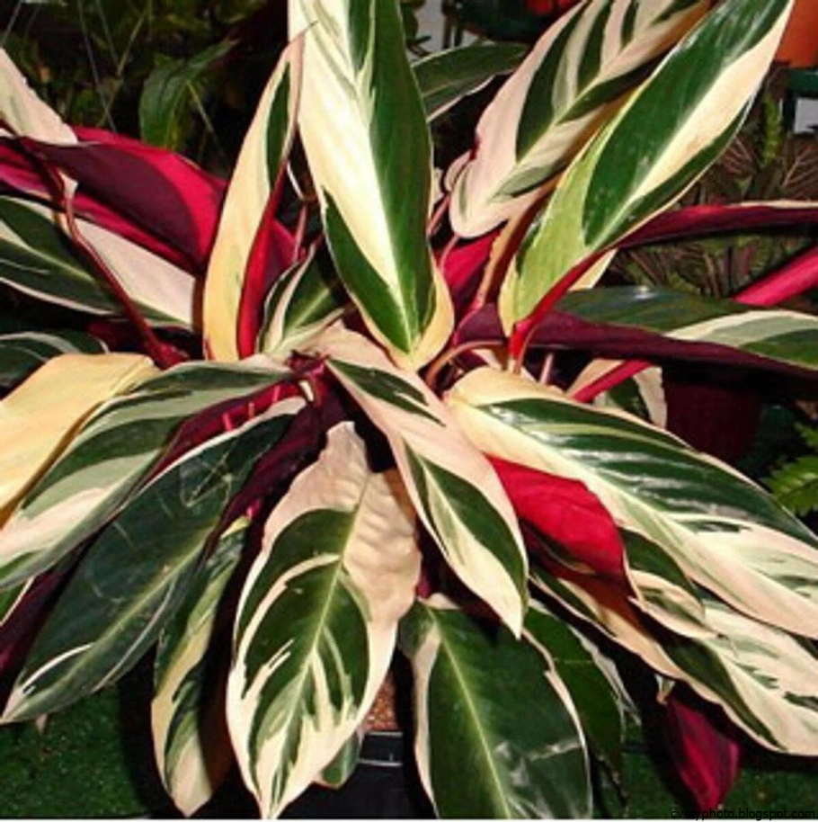 Марантовые Строманта