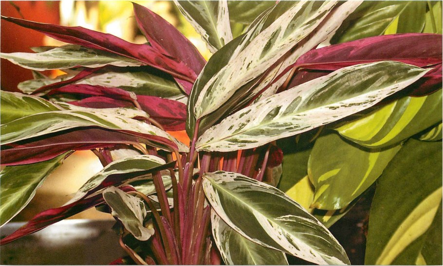 Строманта Сангуна