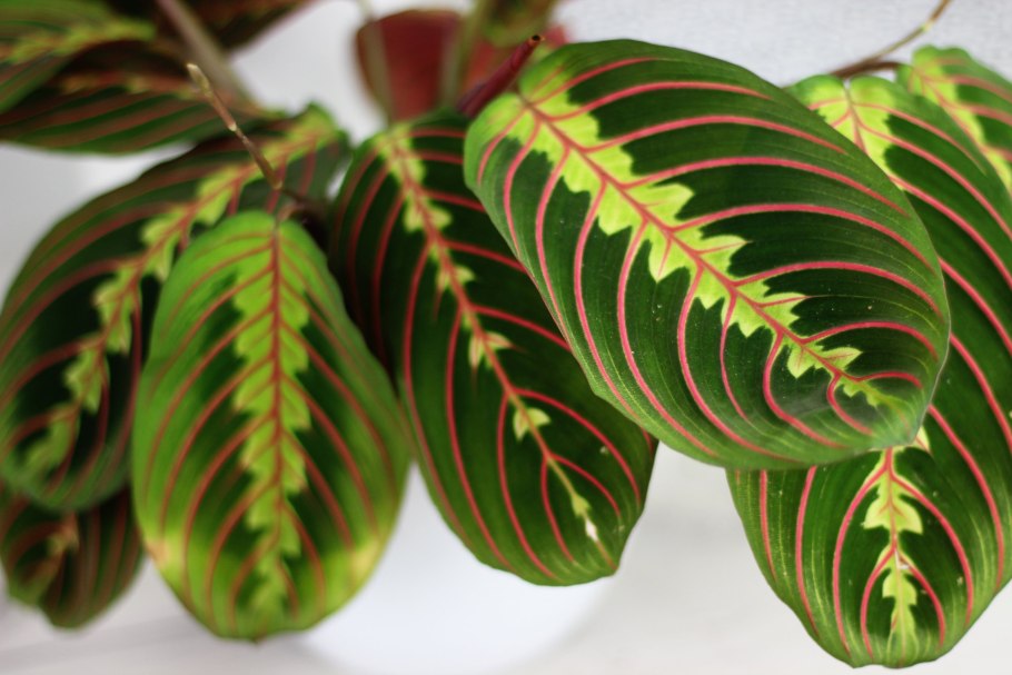 Маранта беложилковая