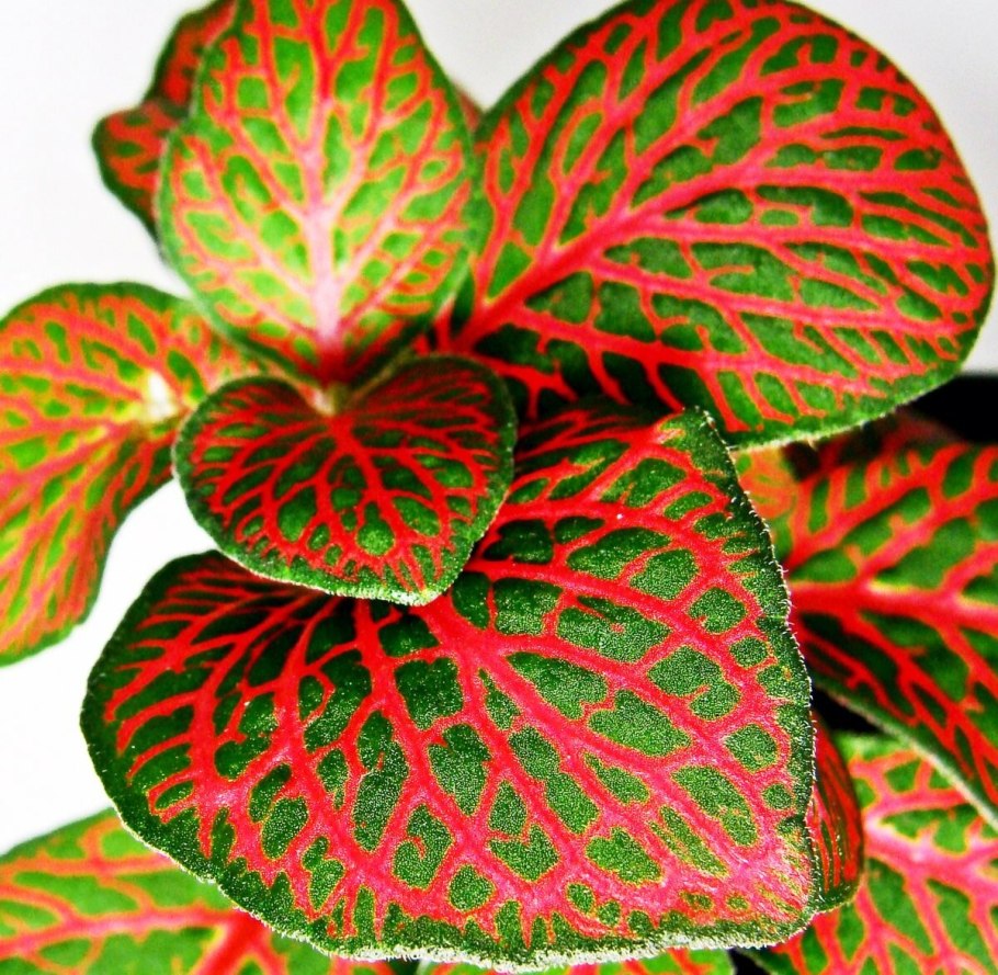 Фиттония Джосан