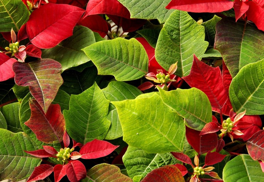 Пуансетия цветы листья