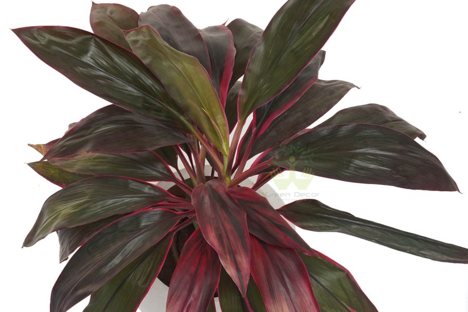 Кордилина фрутикоза Румба