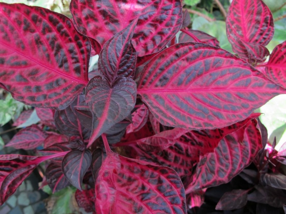 Ирезине бегония