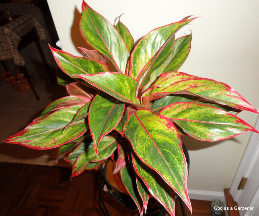 Растение аглаонема