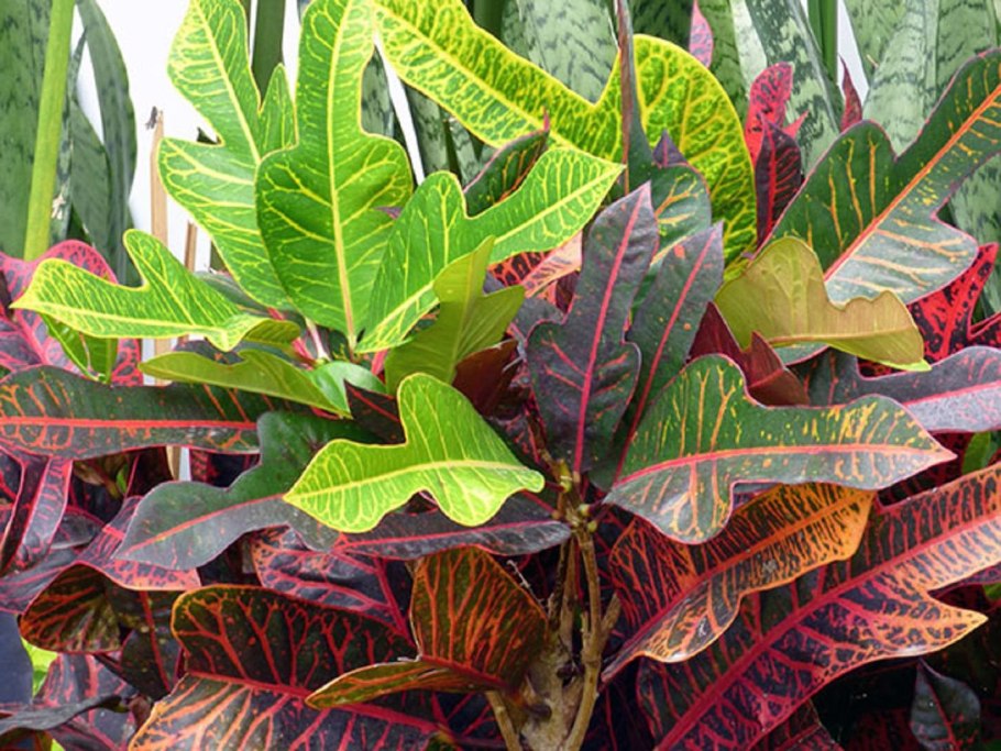 Кротон Кодиеум Экселент