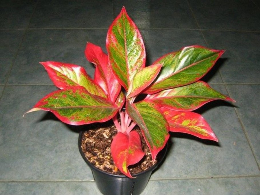 Аглаонема Siam Aurora