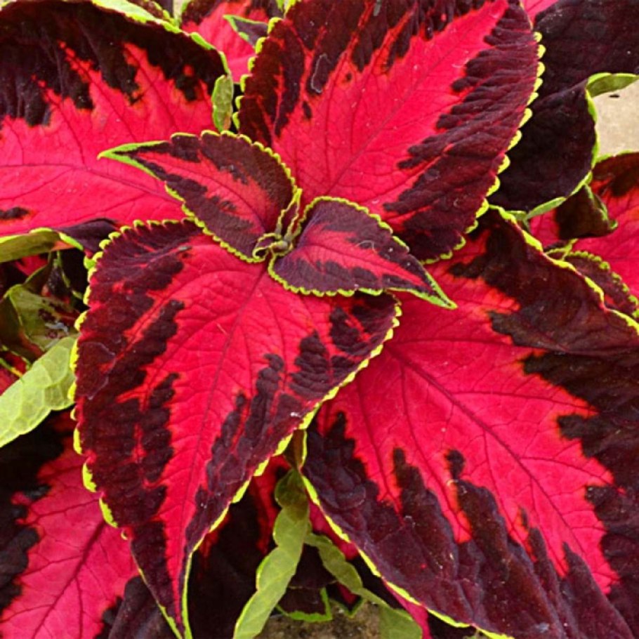 Колеус Wisley Tapestry