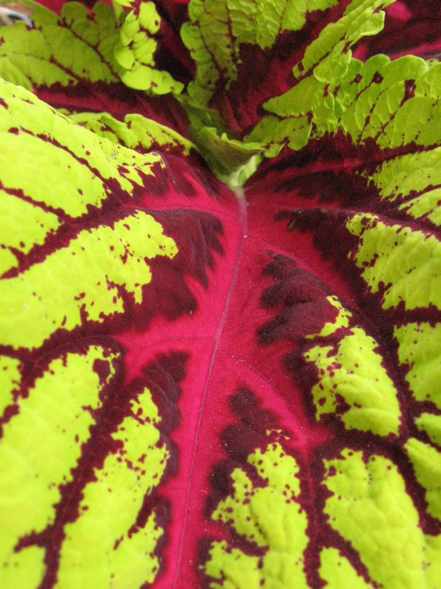 Колеус Red Croton II