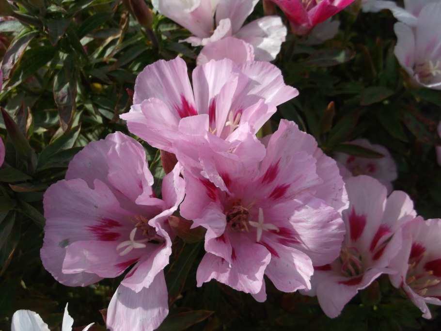 Годеция Азалия