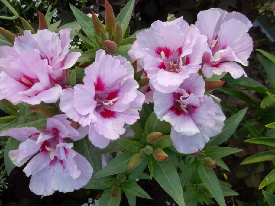 Семена годеция Монарх