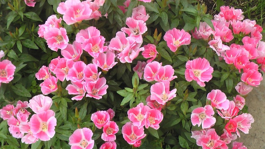 Цветы годеция Монарх