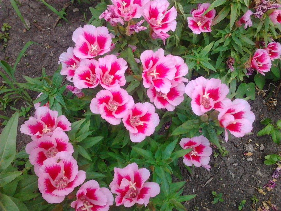 Годеция Монарх