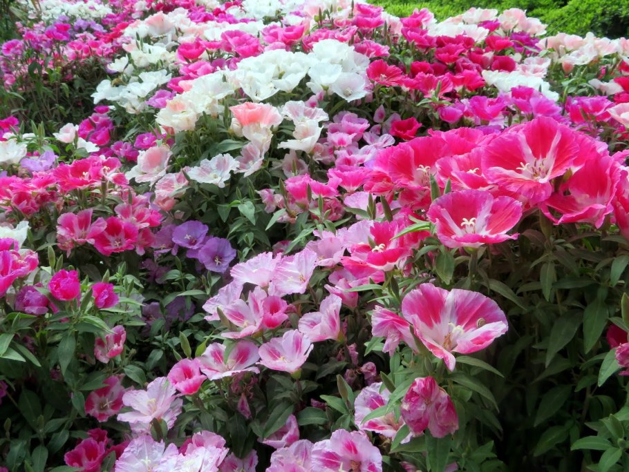 Кларкия годеция