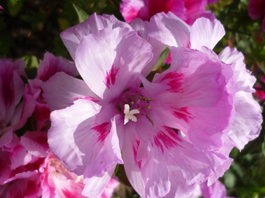 Годеция крупноцветковая Азалиецветная (Godetia grandiflora) "AZALEAFLORA"