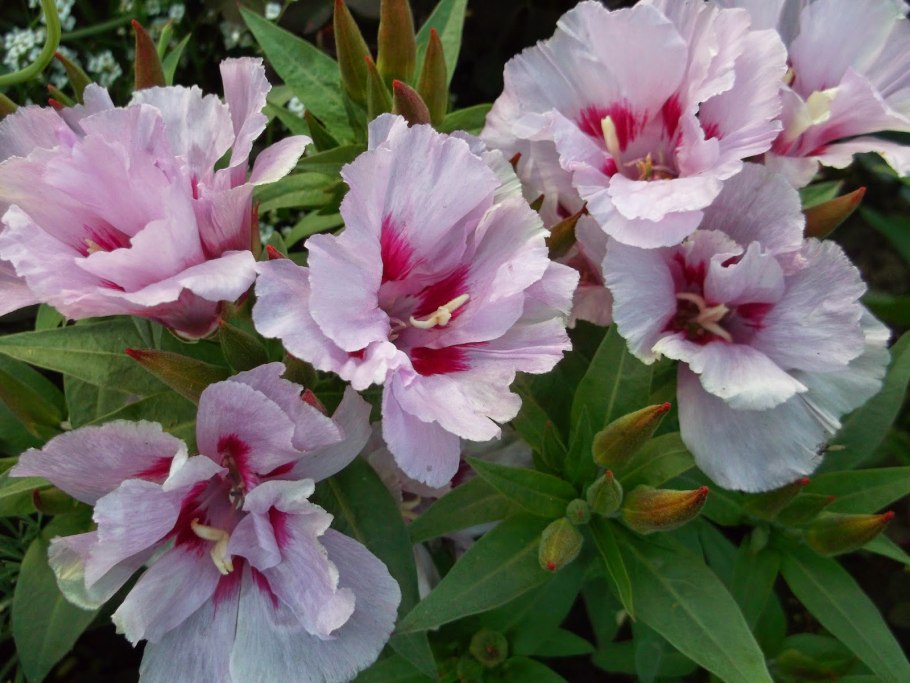 Годеция Метеор