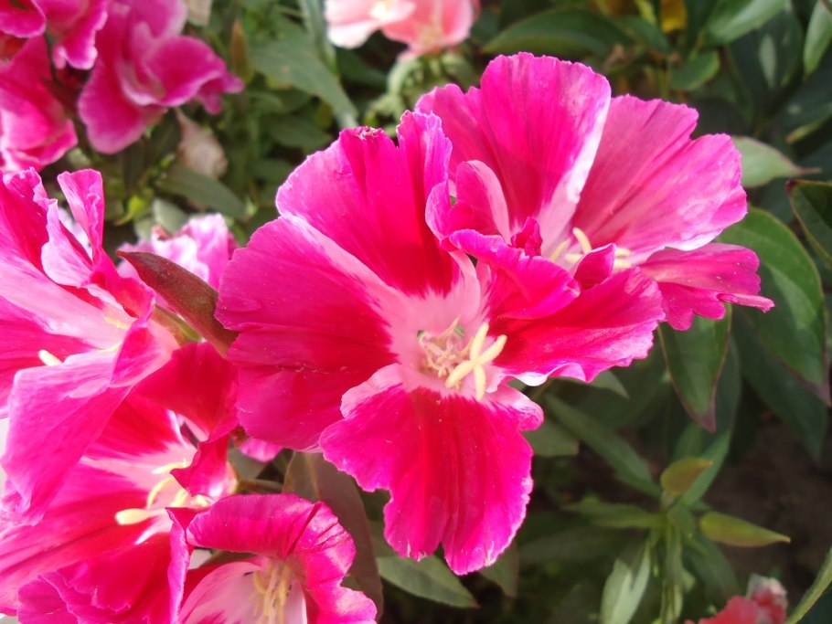 Годеция Монарх