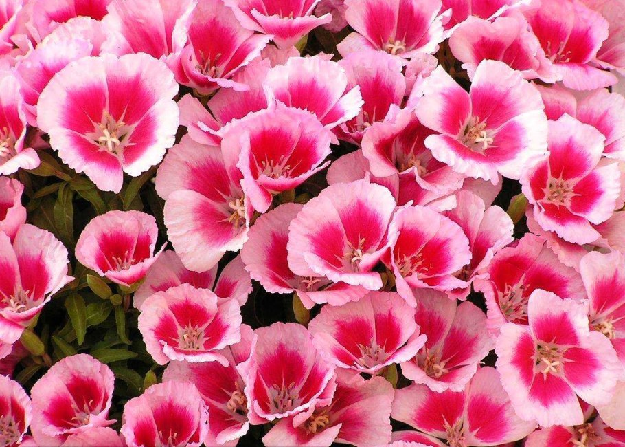 Семена годеция Монарх