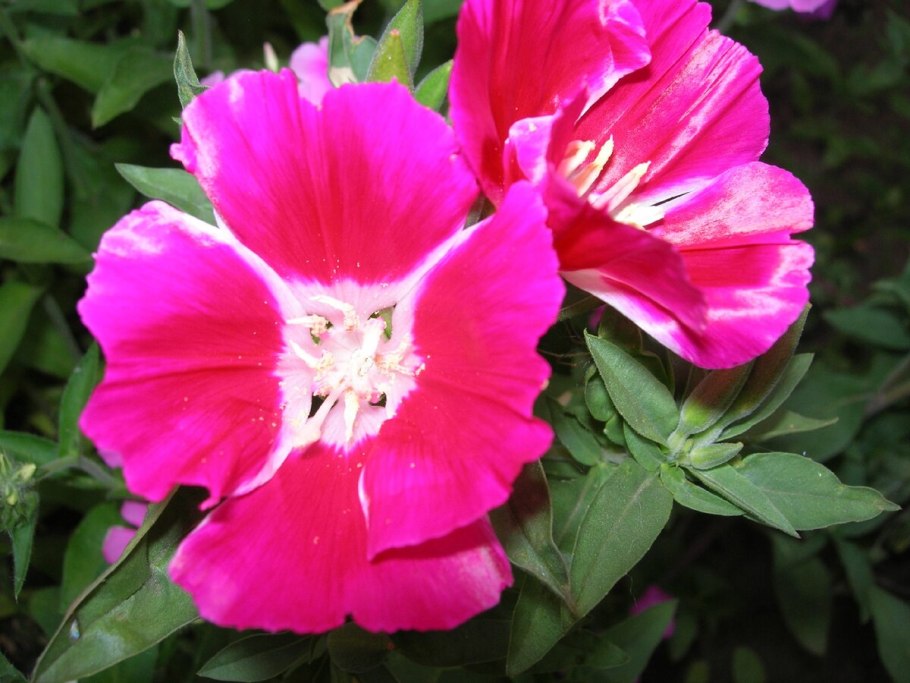 Годеция Малика