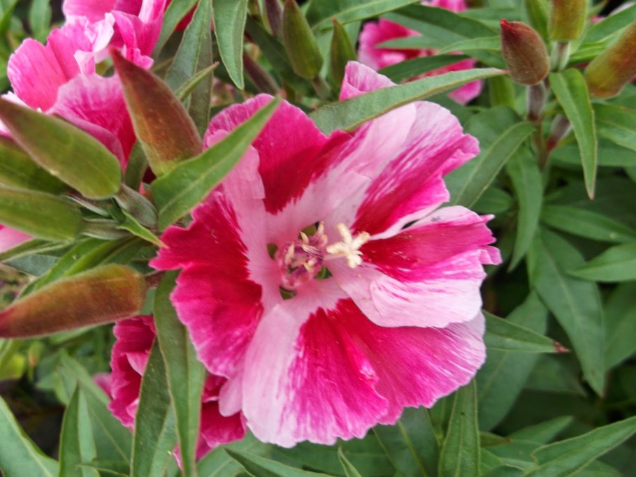 Годеция Монарх рассада