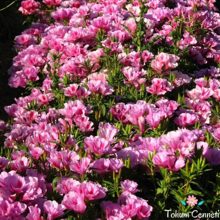 Годеция махровая Азалия