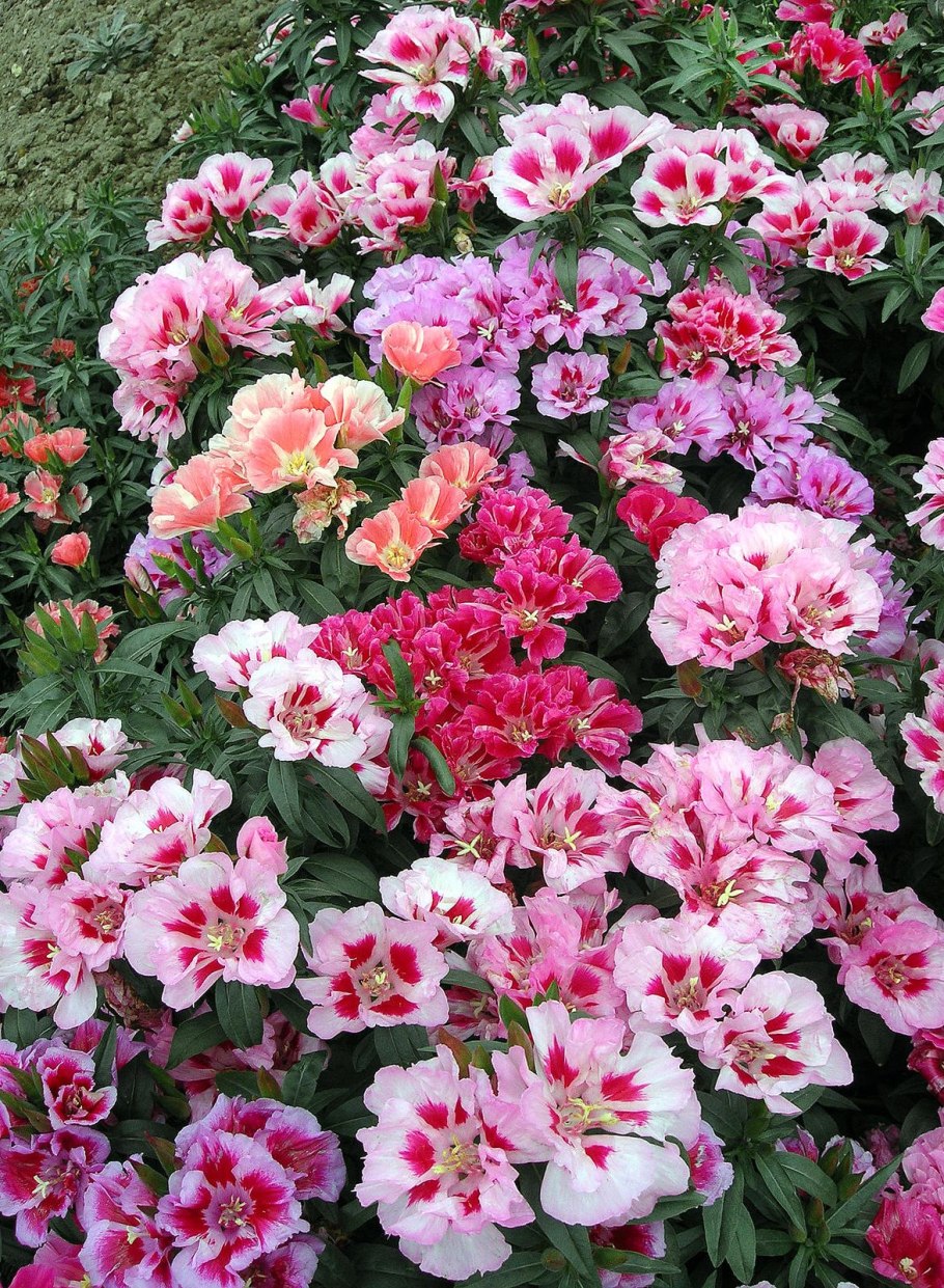 Годеция Сибил Шервуд