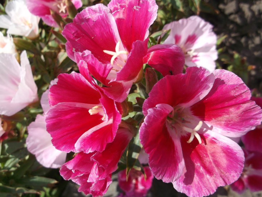 Годеция Рембрандт махровая