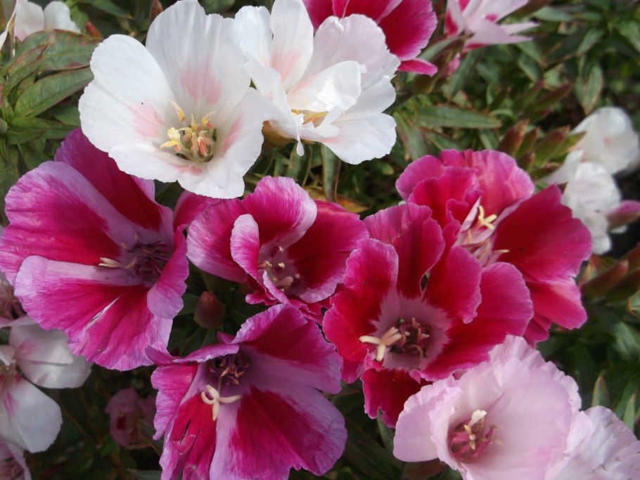 Цветы годеция Монарх