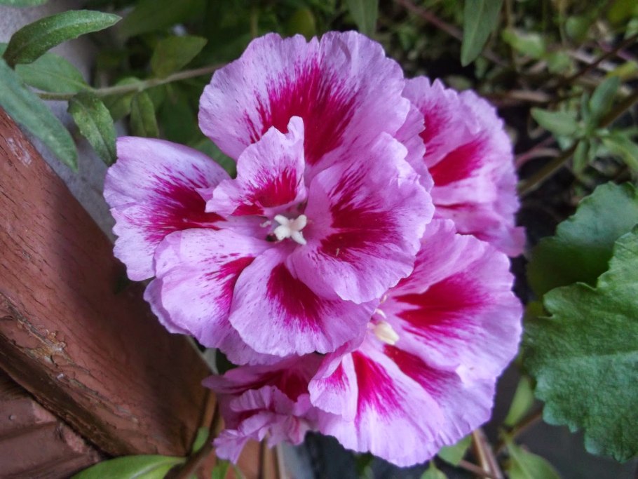 Годеция азалиецветковая