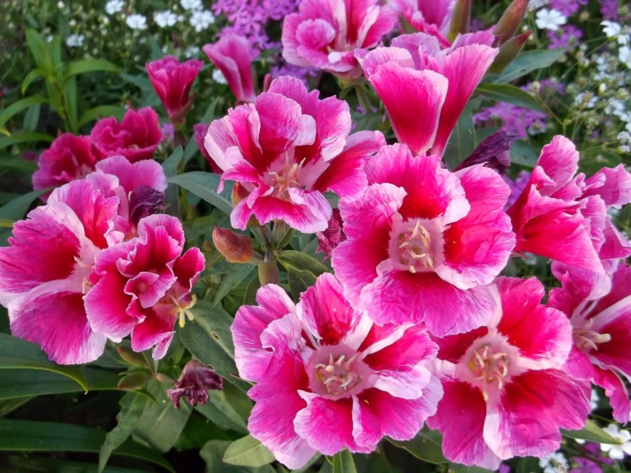 Годеция Монарх