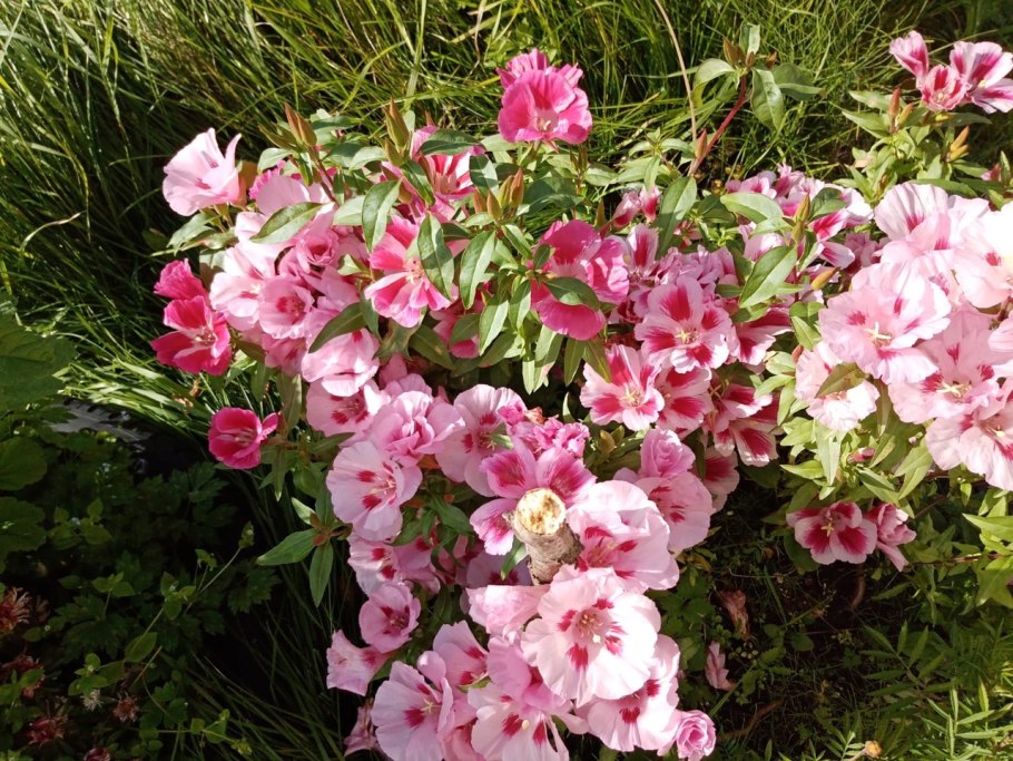 Годеция азалиевидная