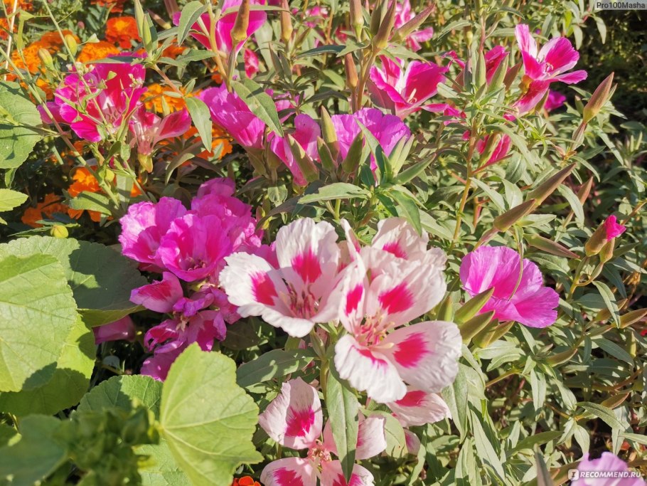 Годеция махровая Азалия