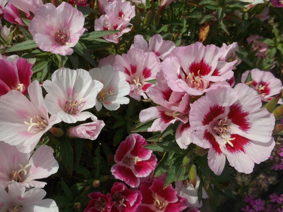 Цветы годеция Монарх