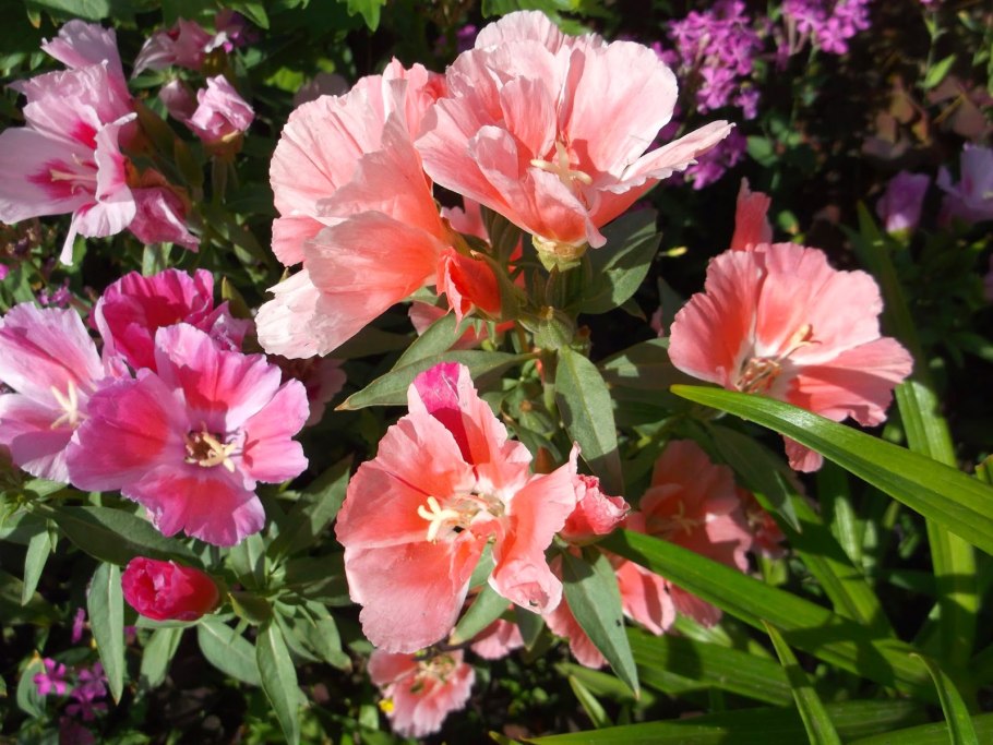 Годеция клумбовая, смесь