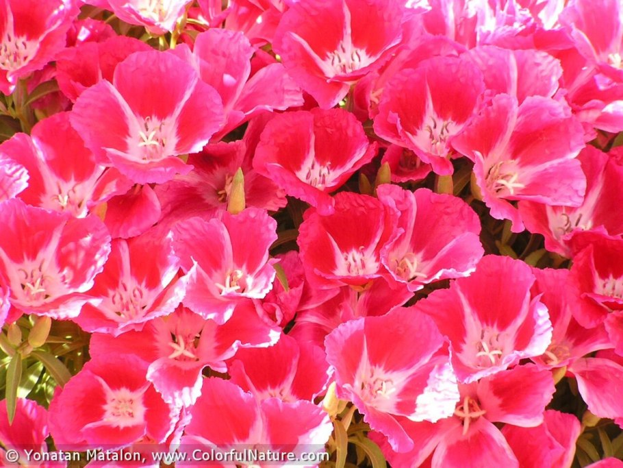 Годеция махровая Азалия