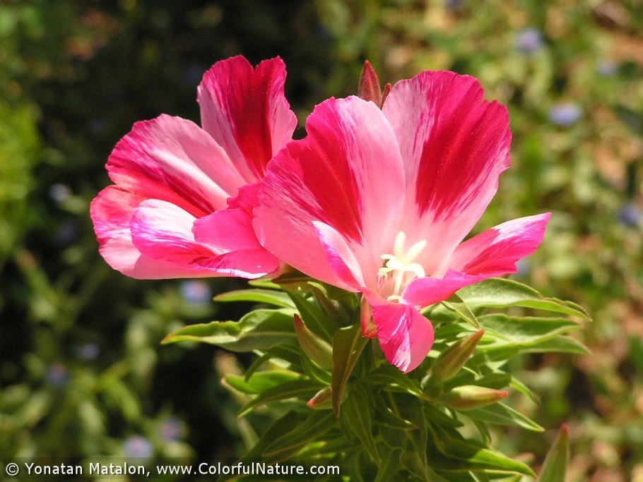 Цветы годеция Монарх