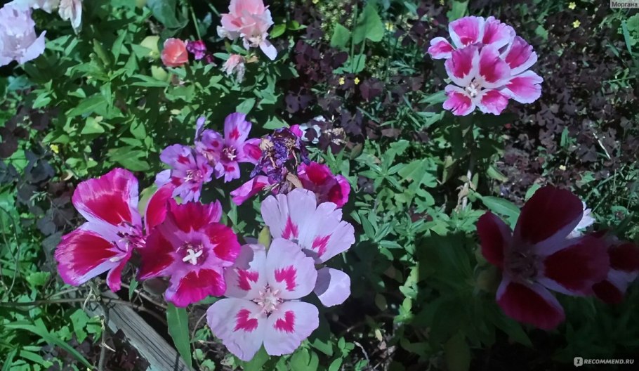 Годеция Каттлея махровая