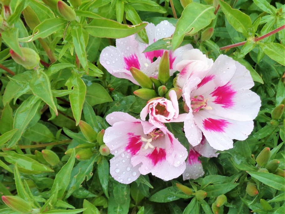 Годеция Синдерелла