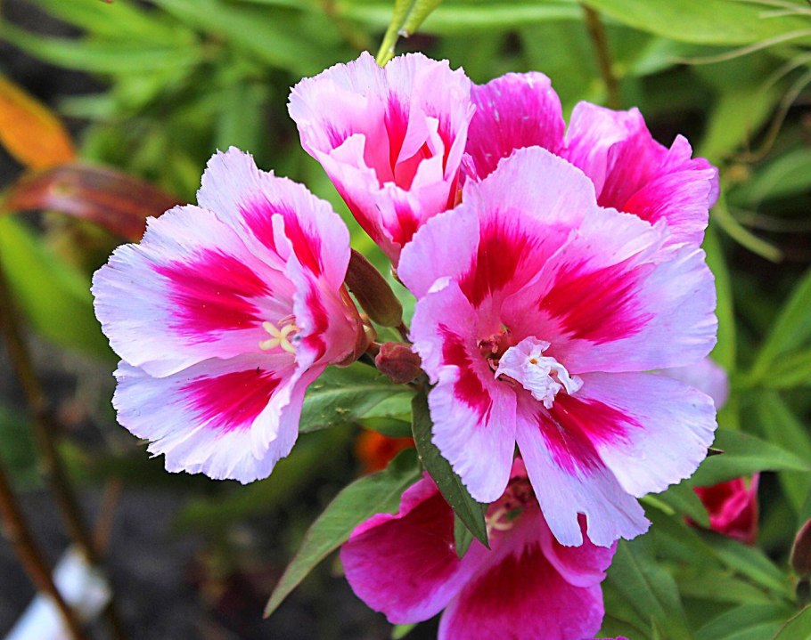 Годеция Монарх рассада