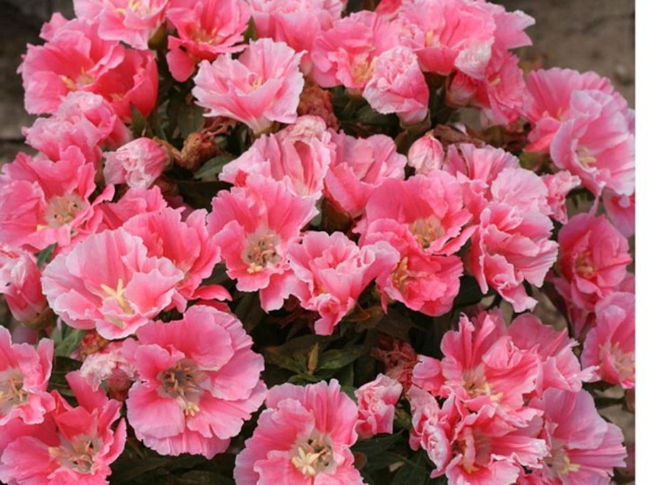 Набор семян цветов